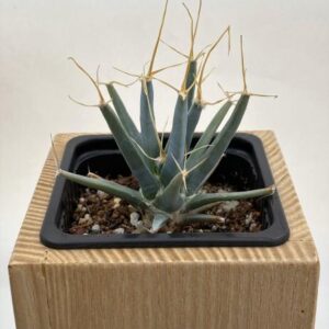 Leuchtenbergia Principis (PACK 5 PLANTAS)