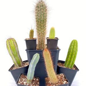 CACTUS COLUMNARES
