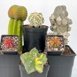 CACTUS DE COLECCIÓN