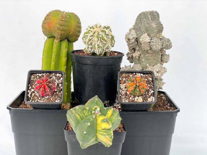 acceso al apartado de cactus de colección de la tienda online