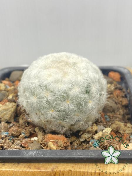 Mammillaria Plumosa