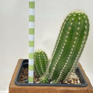 Trichocereus SP