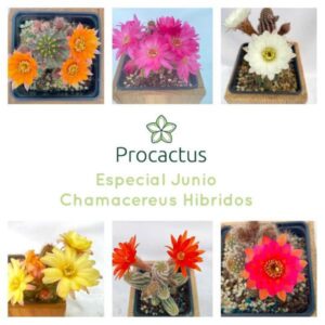 ESPECIAL CHAMACEREUS HIBRIDOS