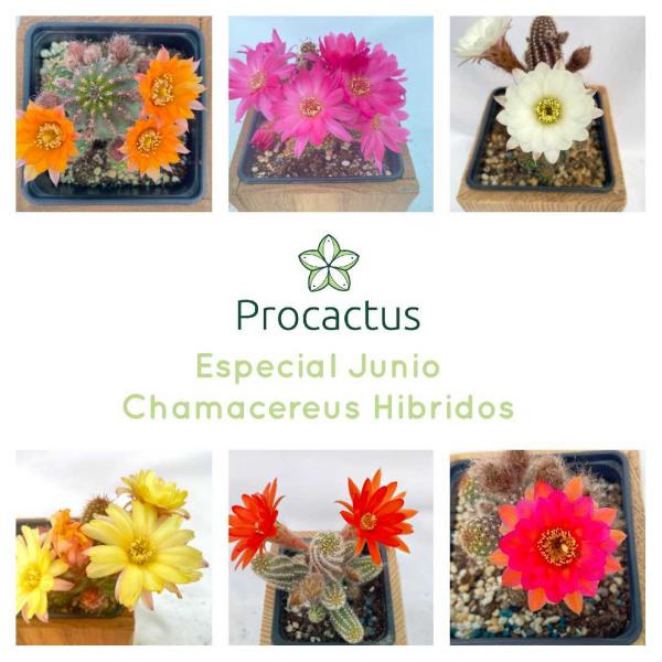 chamacereus hibridos en venta en la tienda online de cactus de colección