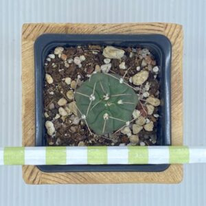 Gymnocalycium San Luisensis