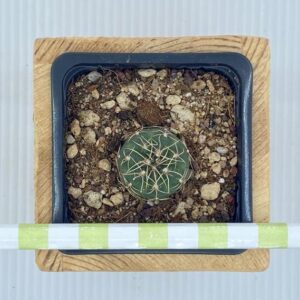 Gymnocalycium Schronderianum ssp. Bayensis