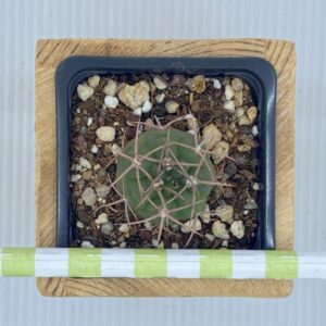 Gymnocalycium Tillanum
