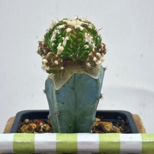 Astrophytum Myriostigma Fukkuryu Rought