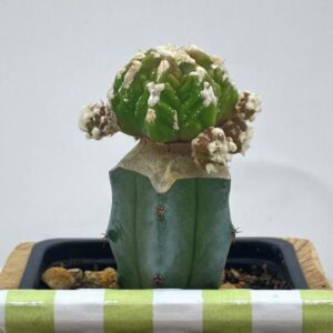 Astrophytum Myriostigma Fukkuryu Rought 3