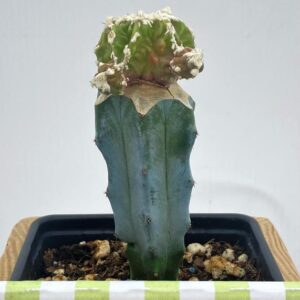 Astrophytum Myriostigma Fukkuryu Rought 4