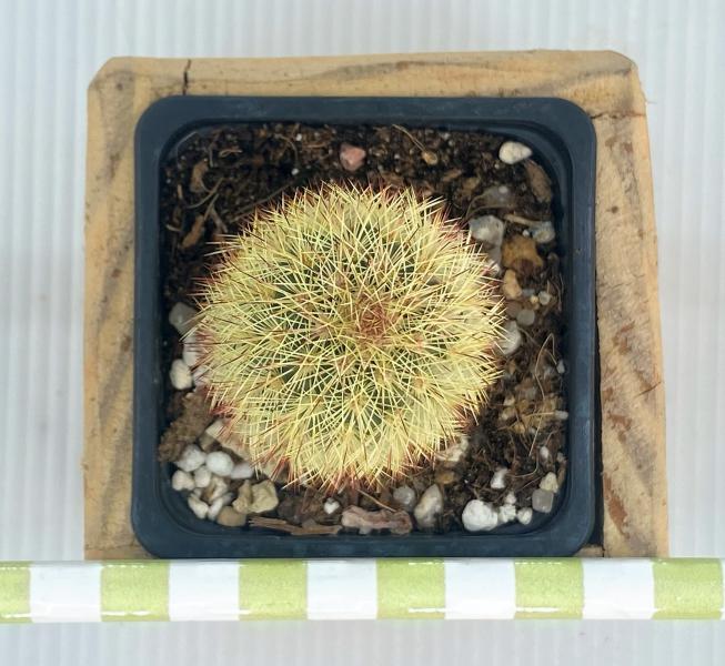 ECHINOCEREUS FIEHNII2