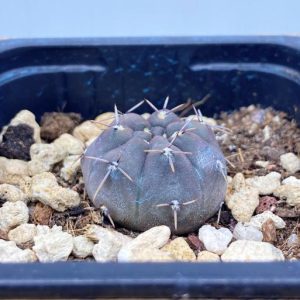 Gymnocalycium Gibbosum Ferox