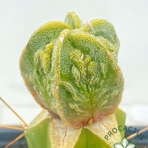 Astr. Myriostigma Fukuryu Rought (Injertado) 2