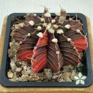 Gymnocalycium  variegado 9