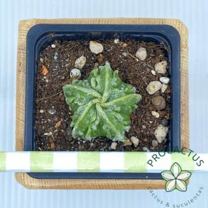 Astr. Myriostigma Fukuryu Rought 3