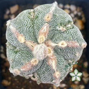Astrophytum Myriostigma ROKOTSU 2