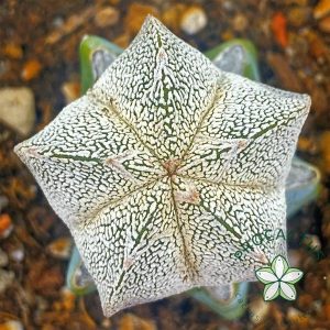 Astrophytum Onzuka 1