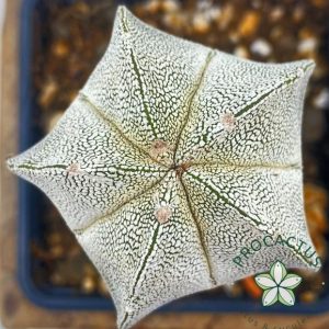 Astrophytum Onzuka "Super White" 5
