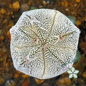 Astrophytum Onzuka "Ball Form" 7