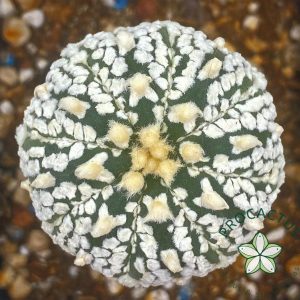 Astrophytum Superkabuto 1