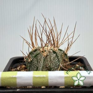 Astrophytum Capricorne "Long Spines" 2