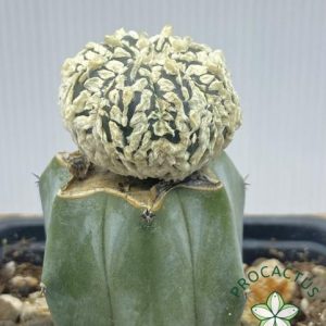 Astrophytum Superkabuto v-type INJERTO 2