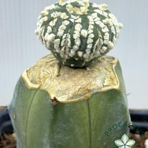 Astrophytum Superkabuto INJERTO 1