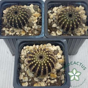 Uebelmannia pectinifera ¡OFERTÓN! PACK DE 3