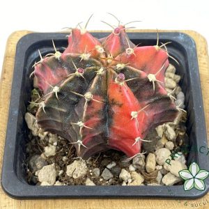 ¡Planta única! Gymnocalycium  variegado 3