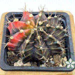 ¡Planta única! Gymnocalycium  variegado 4