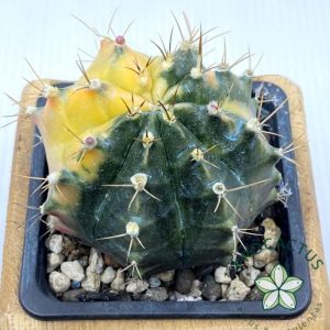 ¡Planta única! Gymnocalycium  variegado 7
