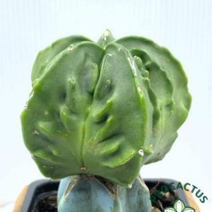 Astr. Myriostigma Fukuryu Rought (Injertado)