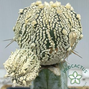 Astrophytum CAP-AS Superkabuto