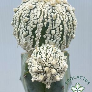 Astrophytum CAP-AS Superkabuto 2