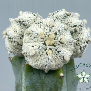 Astrophytum Superkabuto 3 HEADS 2