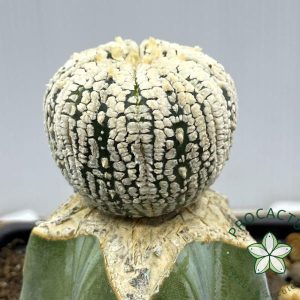 Astrophytum Superkabuto Big Dot