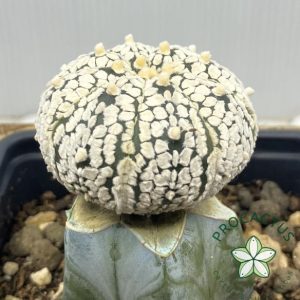 Astrophytum Superkabuto Big Dot 2