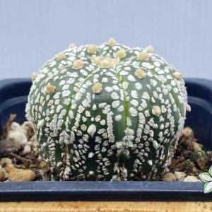 Astrophytum SuperKabuto GOLD. Raiz propia.