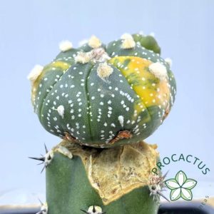 Astrophytum Asterias Variegado