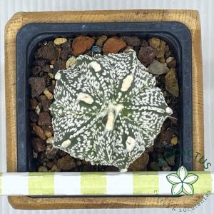 Astrophytum CAP-AS (Capricorne x asterias SuperKabuto) 1