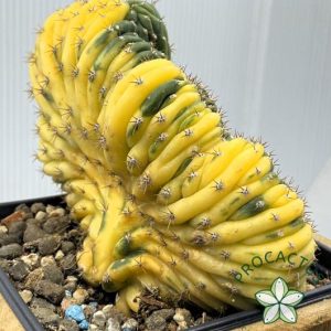 ¡Planta única! Cresta Trichocereus Variegada 2