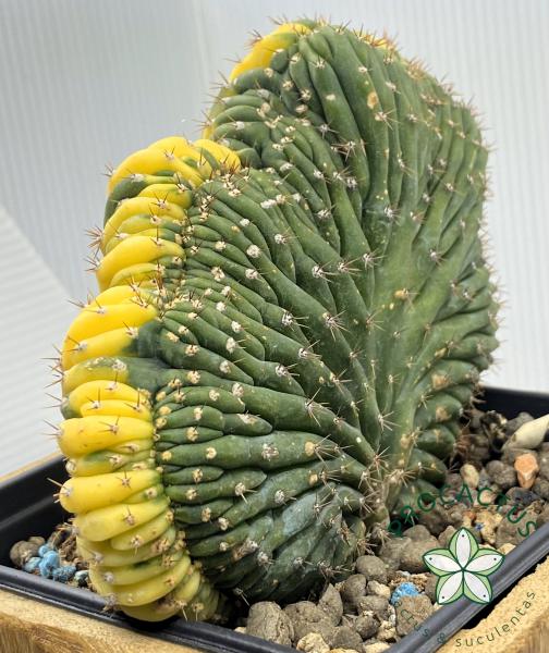 CRESTA-VAR 2.3