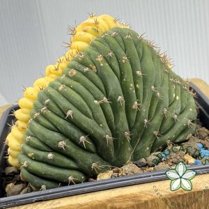 ¡Planta única! Cresta Trichocereus Variegada 3