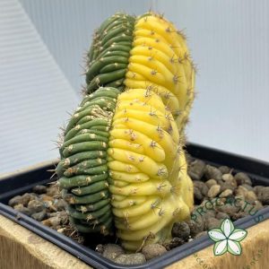 ¡Planta única! Cresta Trichocereus Variegada 4