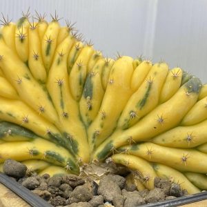 ¡Planta única! Cresta Trichocereus Variegada 5