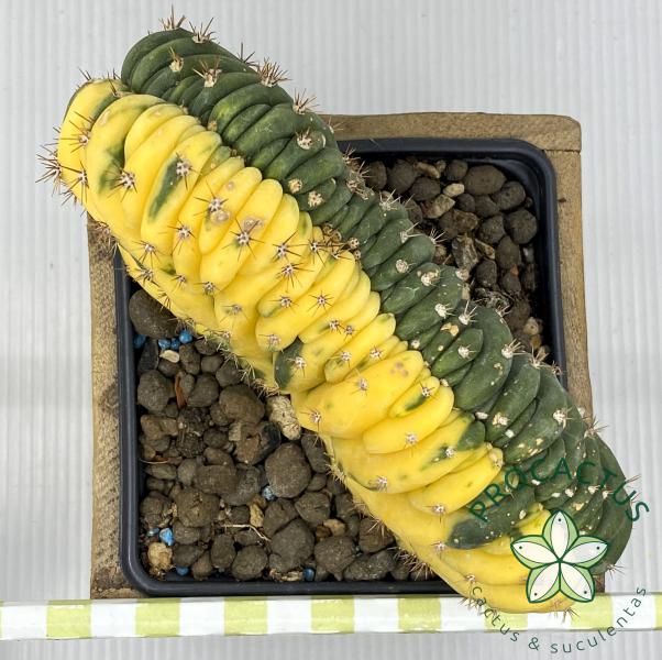 CRESTA-VAR 5