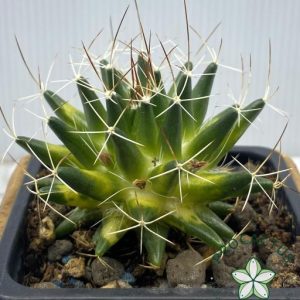 Mammillaria Camptotricha Variegada